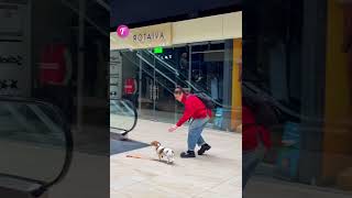 Thumbnail for Lost dog reunited with owner in heartwarming story #shorts
