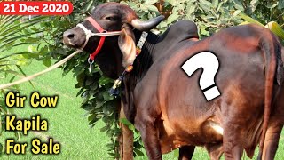 Gir Cow For Sale @ 65000₹ || Kapila Cow @ Bhavnagar Gujarat |||| Gir Cow Videos by Farm Talk #Gir