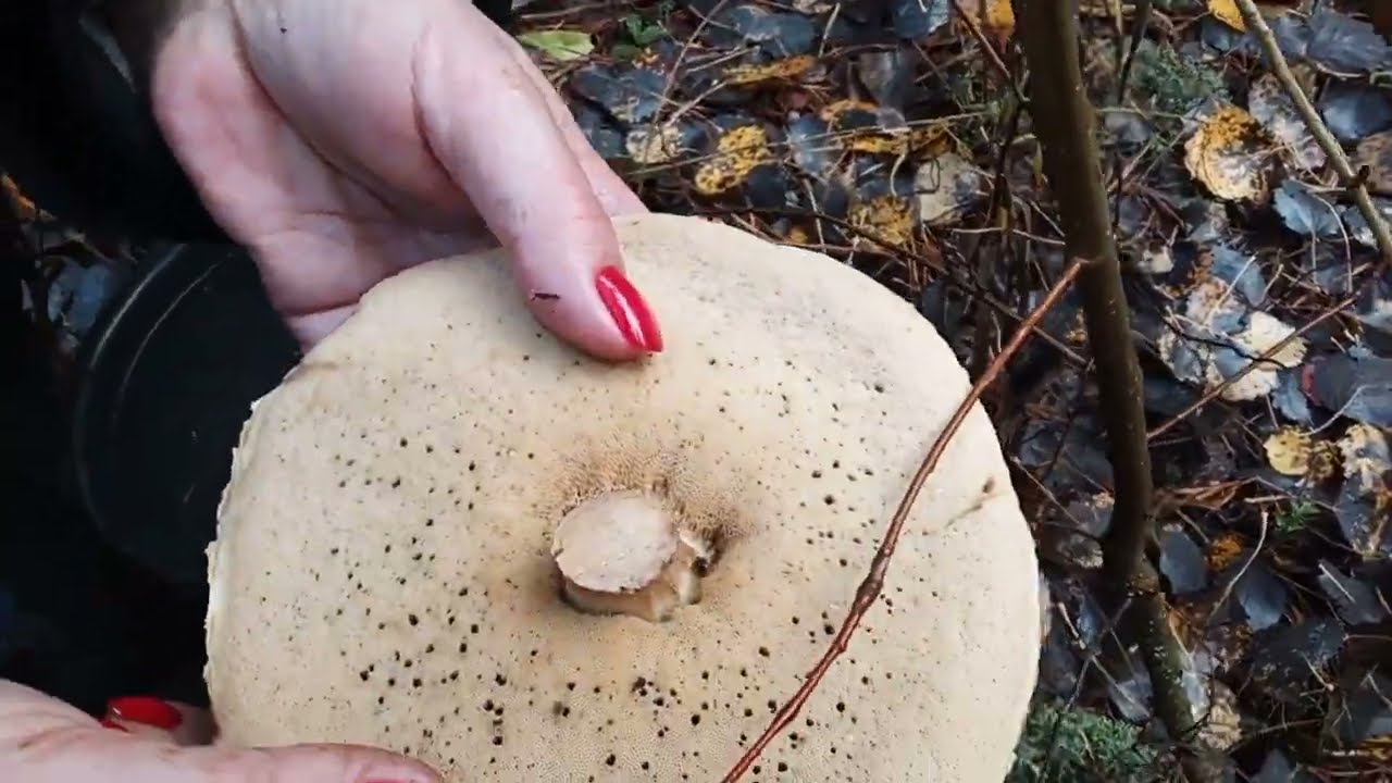 28 октября , грибное изобилие.