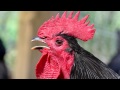 Rooster Crowing Sound Effect Sound Of Rooster Crowing Rooster Crowing Sound Effect Sound Of Rooster Crowing