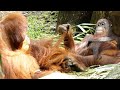 ご機嫌ななめなオランウータン/ Grumpy orangutan