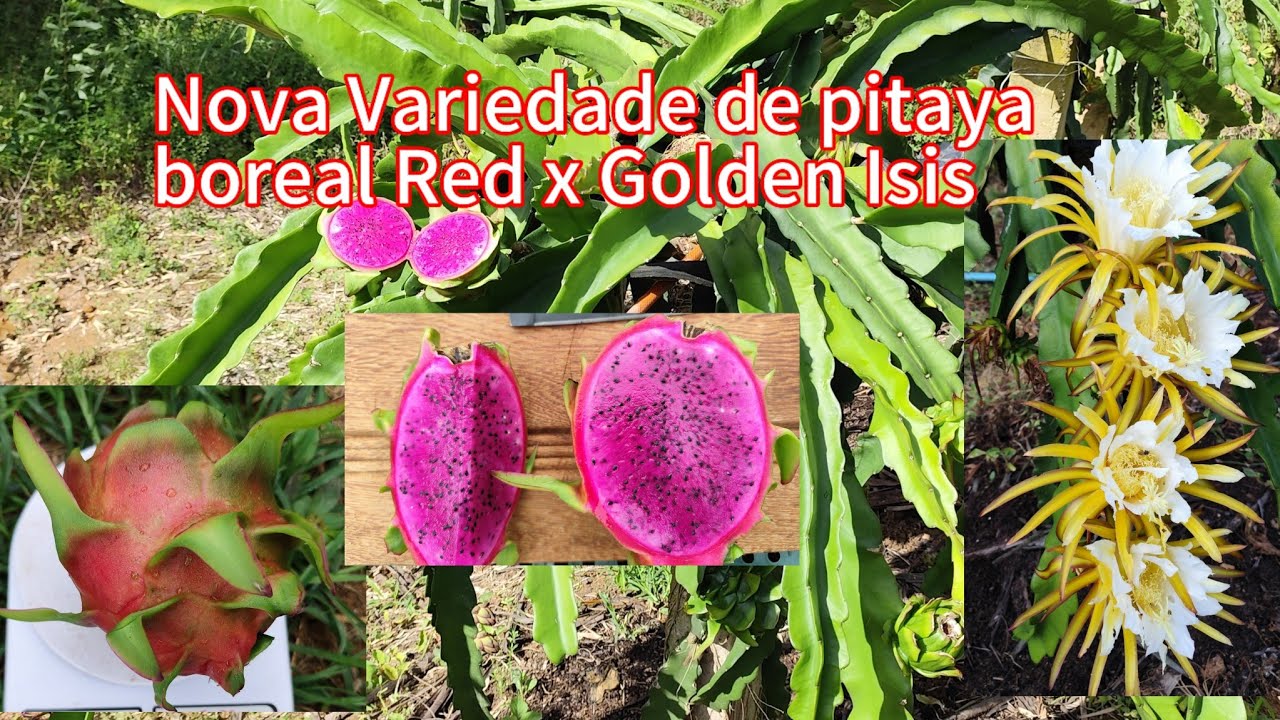 Nova Variedade  de pitaya híbrida auto fértil   , RH purple wavy