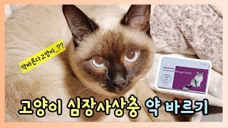 고양이 심장사상충 약 바르기 / 캐치원으로 셀프 예방해요!
