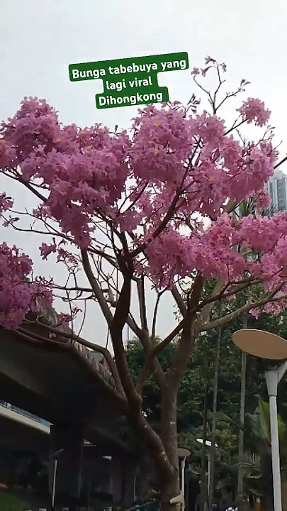 Bunga tebebuya #shortvideos #explore #viralvideo #hongkong