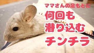 足元に何回も潜り込んでくるご機嫌なチンチラが可愛すぎる！！Tunnel and chinchilla