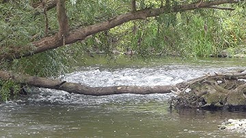 River sounds "Tree-bridge over the river - Invisible magic nearby" Part 121