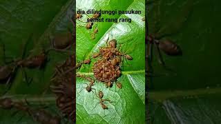 ratu semut rang rang