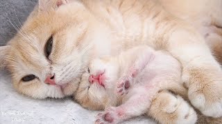 Mom cat lovingly embraces her baby kitten, showing her deep affection for her precious little one.