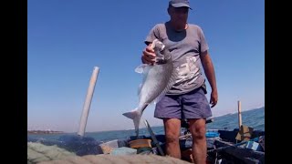 Pesca de doradas en la Bahía de Cádiz