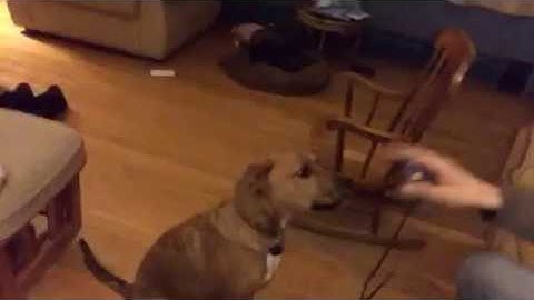 How to Train Your Puppy: step 01 Loading the Clicker