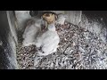 From Fluffy Chicks to Feathered Falcons | Peregrine Nest Camera | June 2019