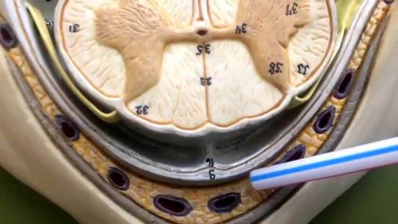 Anatomy of the Spinal Cord - YouTube