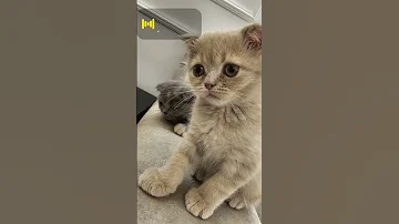 وغلاوتك وحلاوتك يوتيوب عمرو دياب 