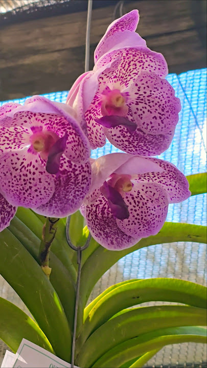 Vanda Jairak Vigor