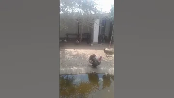 Turkeys In Mbeya Tanzania 