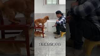 Singing with two dogs is so easy! #funny #comedy #memes #cute #animals #dog #pets #shorts