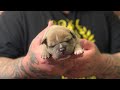 Top Quality American Bully Puppies/ 2 weeks old