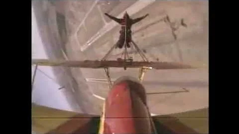 Great Wing Walker Teresa Stokes POV