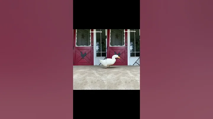 Duck Running 6 (viral tiktok)