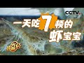 新人有奇招！90后小伙靠小小虾苗年入80,000,000 缔造行业传说 | CCTV「致富经」20200810