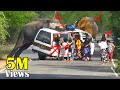 Heartpounding elephant attack van passengers incredible survival story