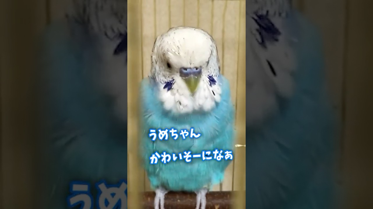 Chatting when a sick parakeet recovers #shorts - YouTube