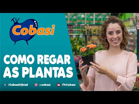 Como regar as plantas