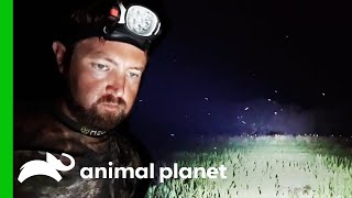 Thermal Drone Captures Footage Of A Large Canine Predator | Extinct or Alive?