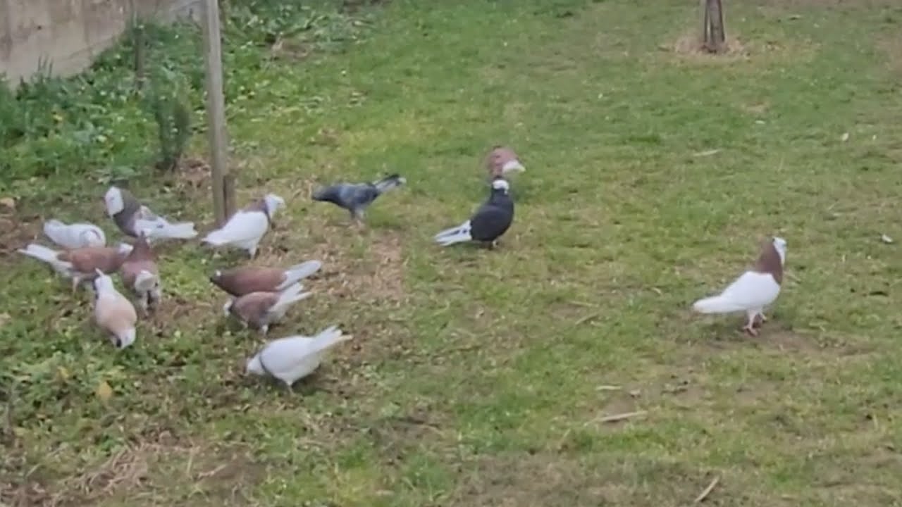 ❤️❤️جبنا طيور جديده انشالله يعجبكم ⚘️⚘️