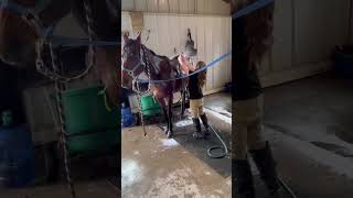 gitting ready for my horse show