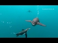 Galapagos - Unterwasseraufnahmen vom Schnorcheltrip 2019