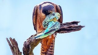 15 Outstanding Hunting Moments By Birds Of Prey