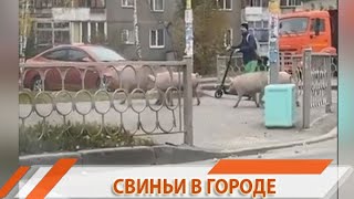 СВИНЬИ В ЕКАТЕРИНБУРГЕ. НЕ ТЕ ЛИ ЭТО СВИНЬИ, ЗАРАЖЕННЫЕ АФРИКАНСКОЙ ЧУМОЙ? | #4канал