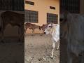 cute cow and calf 😘 यह सारे बछड़े बहुत मस्तीखोर है🤩