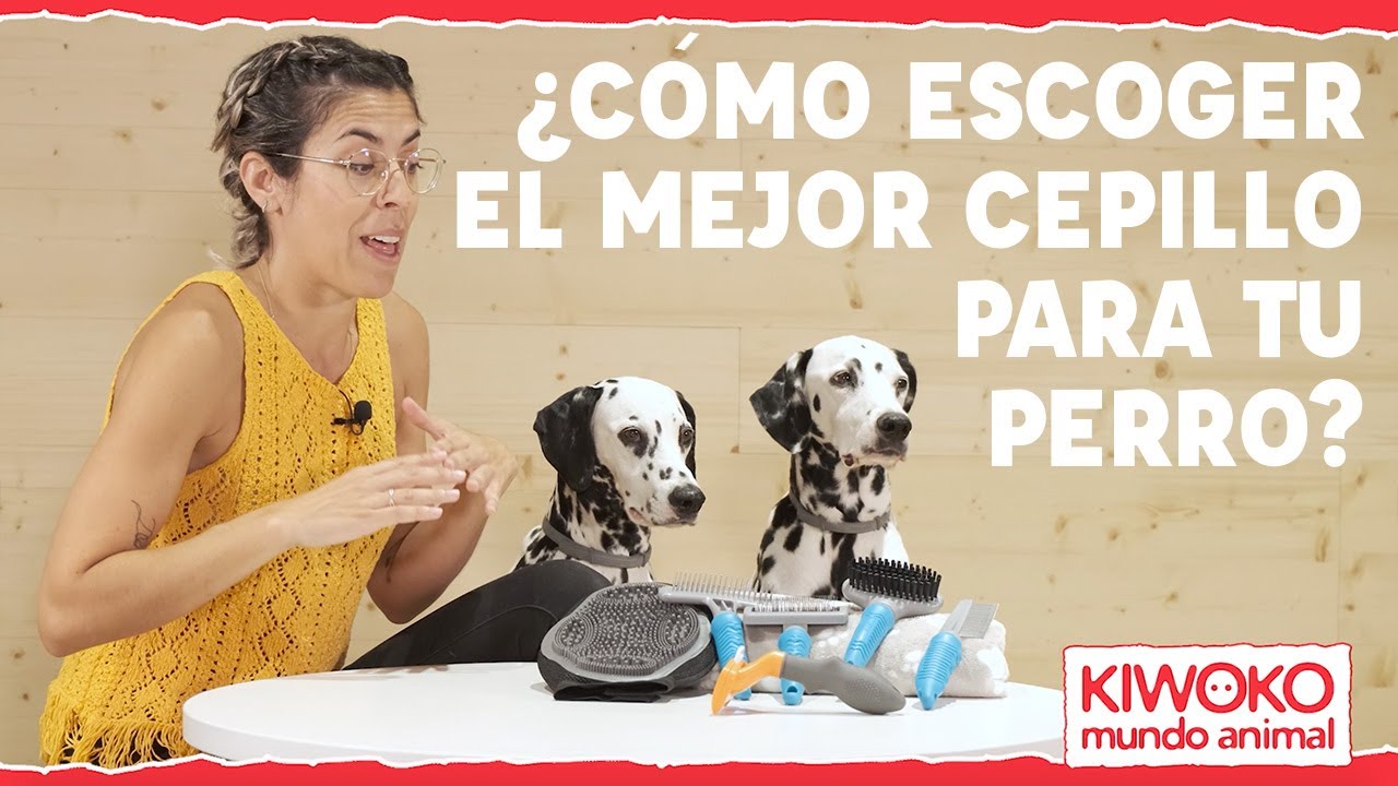 Cómo escoger el cepillo adecuado para quitar los pelos de tu perro.