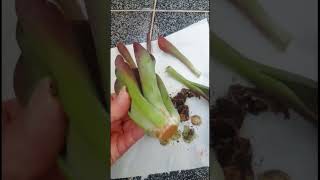 Kök Çürümesi😔