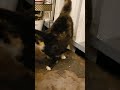 Жизнь это праздник😹😂 #цитаты #cat