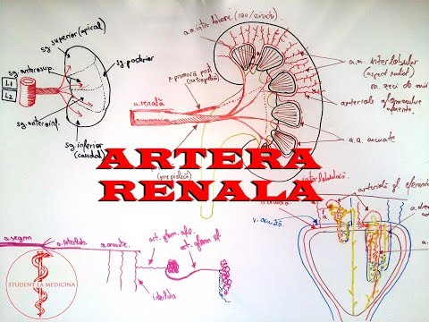 Video: Anatomia, Funcția și Diagrama Arterei Renale - Hărți De Corp