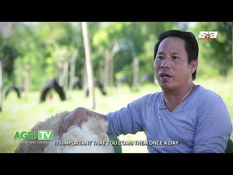 Video: Paano Bumili Ng Isang Collie Puppy