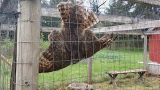 Great Horned Owl Caught In Oregon Hen House in 2020 fights extraction and finally gets free