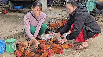 Selling red roosters in the market.  Piglets make very adorable pets. ( Ep 224 ).
