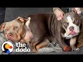Pittie Doesn’t Want To Share Her Grandma With Puppy Brother | The Dodo