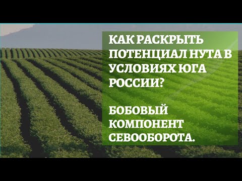 Видео: Кто назвал бобы нут?