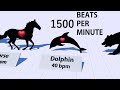 Heartbeats Comparison - Heart Rates of Animals and Human ♥️