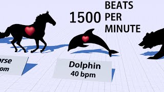 Heartbeats Comparison - Heart Rates of Animals and Human ♥️