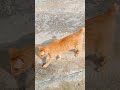 kucing yang paling cantik dan tercomel di dunia #cat #cute #fyp
