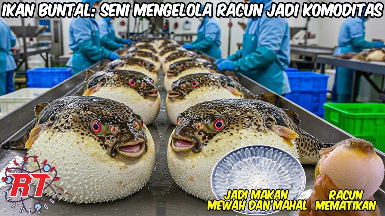 PETERNAKAN IKAN PALING MEMATIKAN DI JEPANG | KENAPA DAGINGNYA TETAP DICARI?