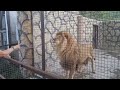 ❤️Что не сделаешь ради любимого ЛЬВА. #animals #lions #левВитя