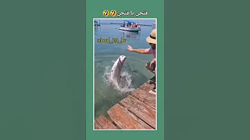 فتحي فتحي احفر الحفرة يا فتحب 