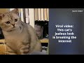 Cat's jealous look breaking the internet, viral video